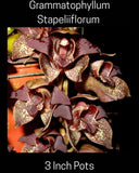 Grammatophyllum Stapeliiflorum Orchid, Deep Burgundy Flowers, Terrible Plant Orchids