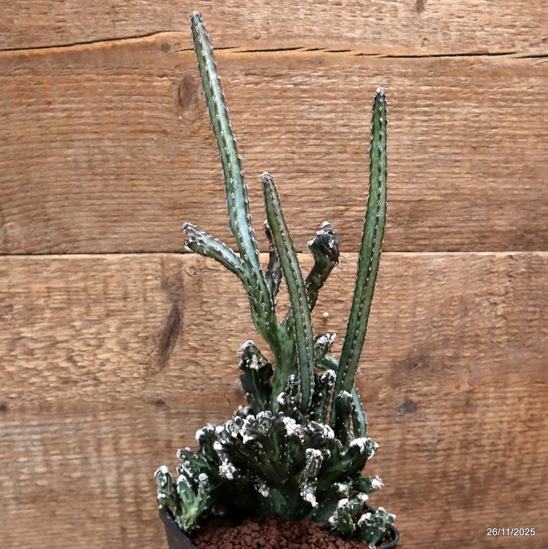 D7555 MONVILLEA SPEGAZZINII CRESTED pot10-H30-W14 cm MaMa Cactus Green Plant