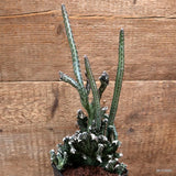 D7555 MONVILLEA SPEGAZZINII CRESTED pot10-H30-W14 cm MaMa Cactus Green Plant