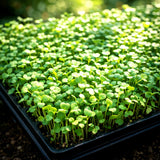 2000+ MUSTARD MICROGREENS SEEDS | __ | FAST SPICY GREENS | NON-GMO | FREE SHIP Garden Plants
