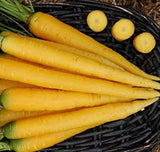 YELLOW CARROT SEEDS 500+ ROOT vegetable GARDEN plants NON-gmo FREE SHIPPING Garden Plants