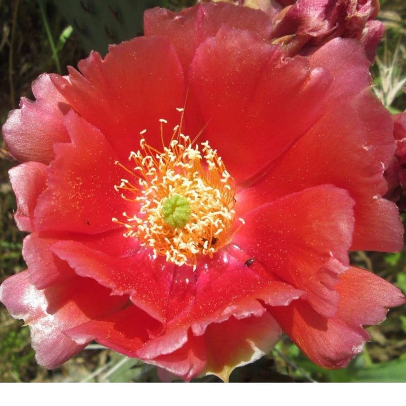 Opuntia Phaeacantha Hybrid,  Prickly Pear Cactus, Cold Hardy,  Large Pads!!! Flowering Plants