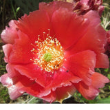 Opuntia Phaeacantha Hybrid,  Prickly Pear Cactus, Cold Hardy,  Large Pads!!! Flowering Plants