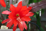 25+ FRESH SEEDS Epiphyllum Orchid Cactus IO'S FIRE x MASADA free shipping reds Orchids