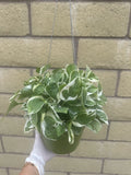 NÕJoy Pothos Live Healthy Indoor Houseplant 6Ó Full Pot - California Grown Orchids