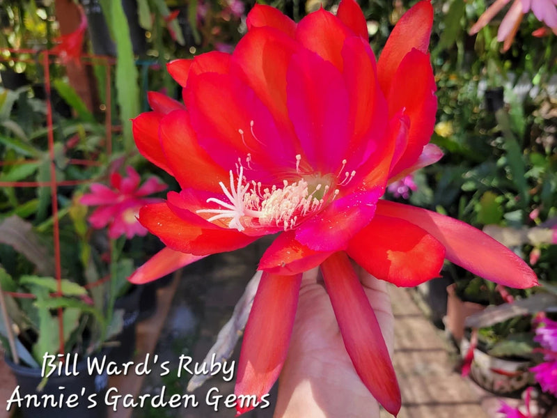 Red orchid cactus flower in a pot, with layered petals and visible stamens