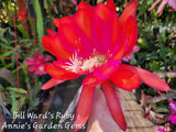 Epiphyllum Bill Ward's Ruby in 4 inch pots / Orchid Cactus / Well Rooted Orchids