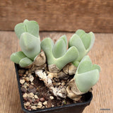 D4350 CHEIRIDIOPSIS PILLANSII pot7-H8-W11 cm MaMa Cactus Green Plant