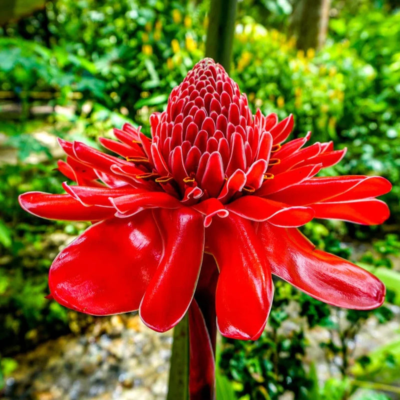 Set of 2 Live Red Torch Ginger Rhizomes (Etlingera elatior) Ð Easy To Grow Flowering Plants