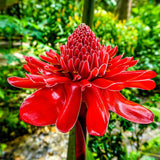 Set of 2 Live Red Torch Ginger Rhizomes (Etlingera elatior) Ð Easy To Grow Flowering Plants