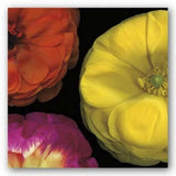 Ranunculus II Right Pip Bloomfield Art Print 18x18 Ranunculus