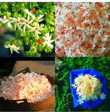 DRIED NIGHT JASMINE FLOWERS Nyctanthes SEPALIKA Arbor Tristis Tea Herbal Organic Dried Flower