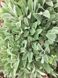 __5/ LAMBÕS EARS Plants Live Bare Root Starter Plants Perennial Kids Heirloom US Garden Plants