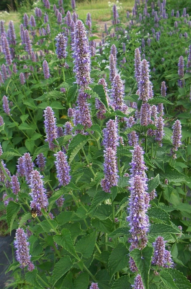 500 Anise Hyssop Licorice Mint (Agastache Foeniculum) Garden Plants