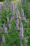 500 Anise Hyssop Licorice Mint (Agastache Foeniculum) Garden Plants