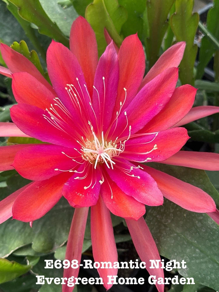 Orchid cactus flower with pink-red petals and white stamens, in a small starter pot