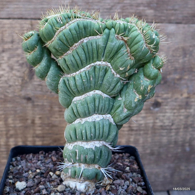 D1463 EULYCHNIA CASTANEA CRESTED pot12-H16-W13 cm MaMa Cactus Green Plant