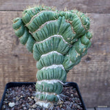 D1463 EULYCHNIA CASTANEA CRESTED pot12-H16-W13 cm MaMa Cactus Green Plant