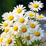 500+Alaska Shasta Daisy Seeds Hardy Perennial Garden Flowers USA Garden Plants
