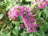 Live Bicolor BUTTERFLY BUSH Plant / BUDDLEJA x Weyeriana - [Pint Pot] Flowering Plants
