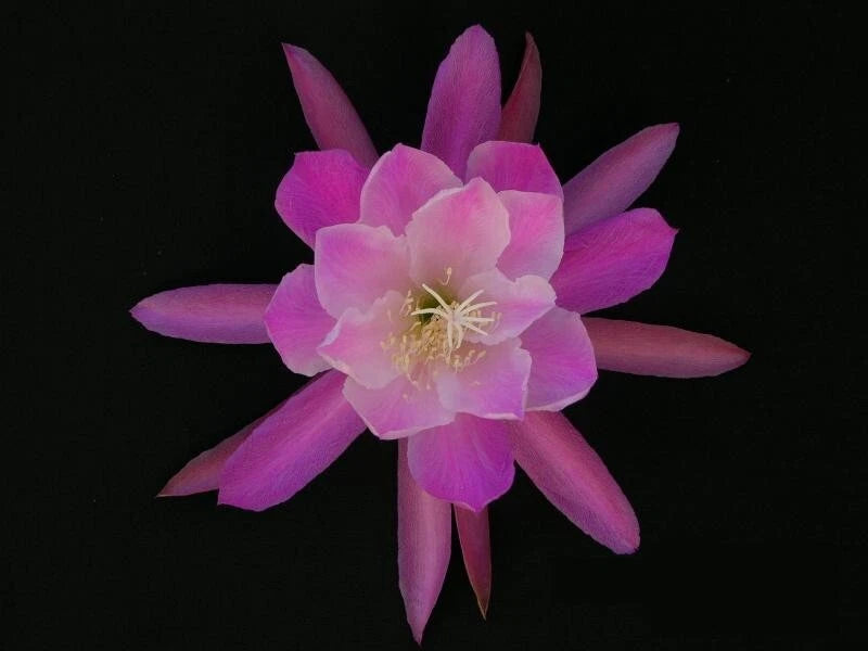 Orchid cactus flower with pink-purple star-shaped petals and a yellow center