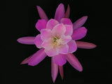 Epiphyllum, Orchid Cactus, " HAPPINESS IS ", Don's Quart pots APRIL/1 Orchids