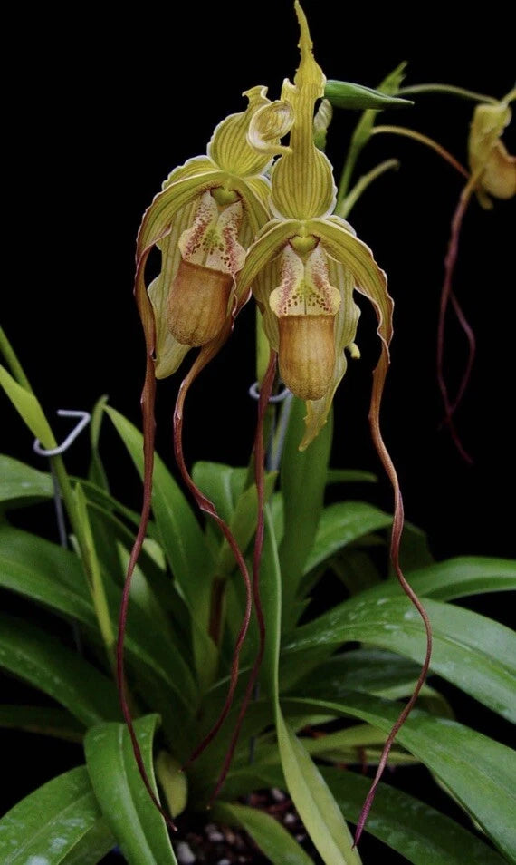Phragmipedium orchid plant with green and tan slipper flowers on red stems