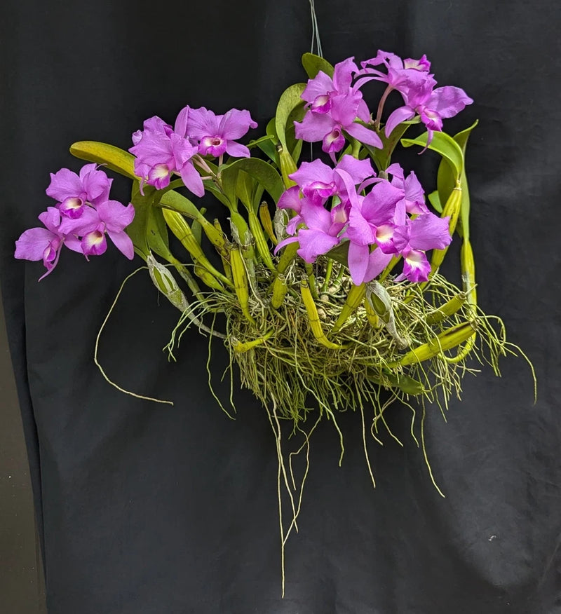 In-bloom orchid bouquet with purple flowers and green stems, bare roots in moss