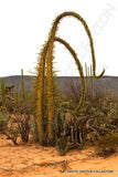 BOOJUM TREE fouquieria columnaris cirio ocotillo flowering succulent 10 seeds Flowering Plants