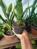50 Pack Black Garden Nursery Plastic Pots Flower Plant Small Cute Set Container Garden Plants