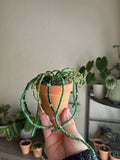 Beaded Plant Green Plant