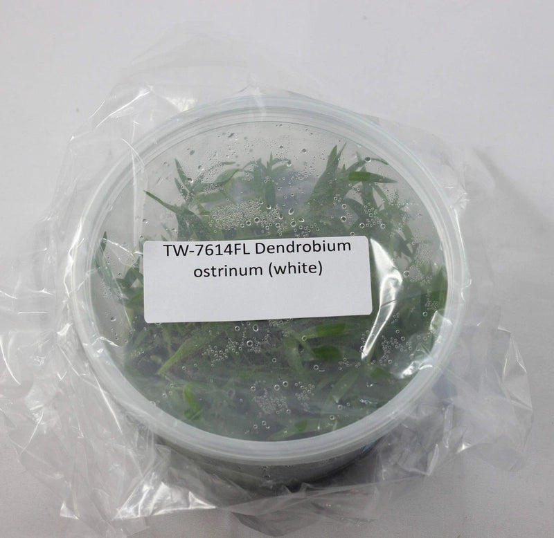 White Dendrobium ostrinum orchid tissue-culture flask with green plantlets
