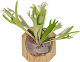 Staghorn Fern on Cedar Plank-Bulk/Wholesale Platycerium-Easy Indoor/Outdoor Care Green Plant