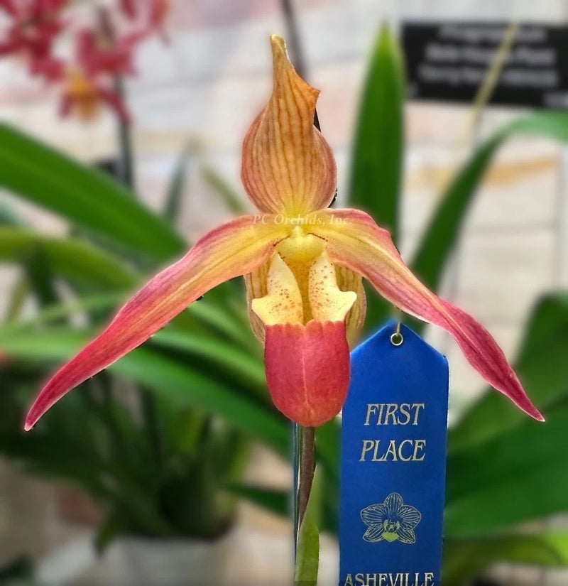 Pink and yellow orchid flower with red pouch on slender stem, green leaves around