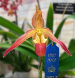 Phragmipedium  Saint Peter - IN SPIKE!!! Orchids