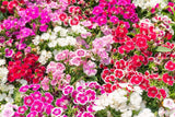 100 WEE Willie Dwarf SWEET WILLIAM Mixed Colors Dianthus Barbatus Flower Seeds Carnation