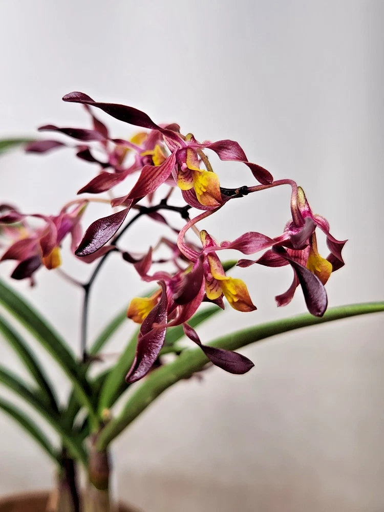 Burgundy and yellow Dendrobium orchid with green leaves in a small pot