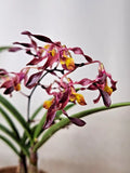 In SPIKE! Dendrobium Minnie, 3 Inch Pots, Antelope Dendrobium, Novelty Species Orchids