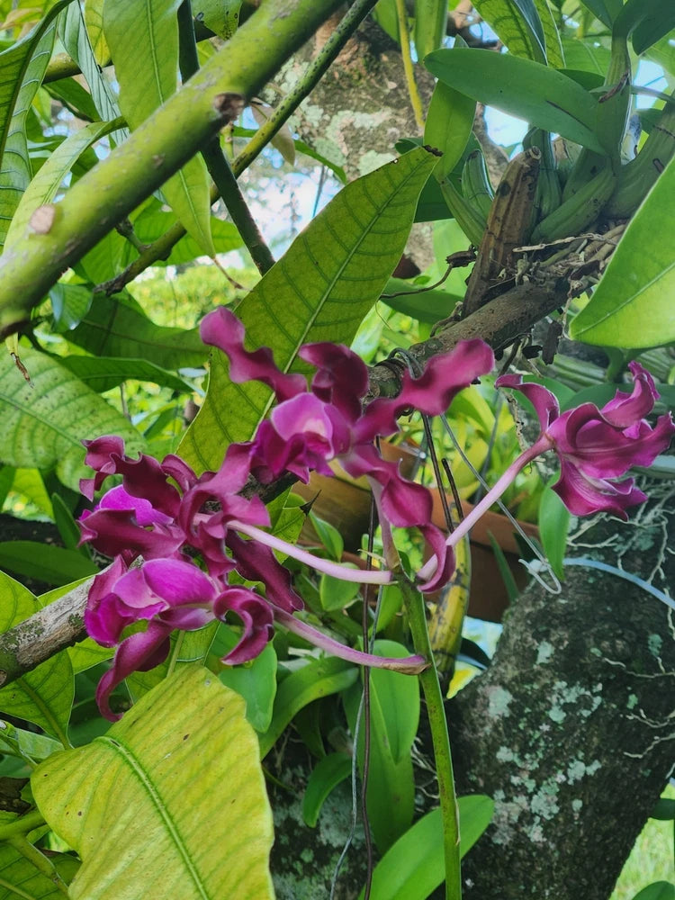 Pink waxy flower orchid cluster with curved petals on green stems