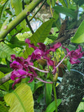 Schomburgkia rosea (syn. Schomburgkia splendida) Large Species-Pink, Waxy Flower Orchids