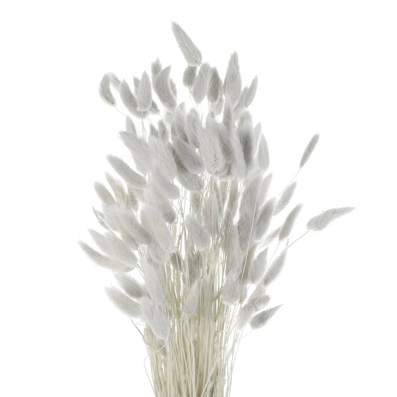 120pcs Natural Bunny Tails Dried Flowers 24" Mini Pampas Grass, Grey Pampas Grass