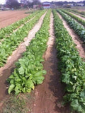 1000 Collard Seeds Southern Greens Vegetable THANKS FROM POPPA IN THE GARDEN Garden Plants