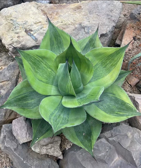 Agave succulent plant with bright green rosette leaves