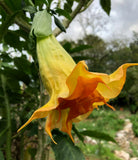 ROOTED Brugmansia Angel Trumpet SAMADHI Small Plant Tropical Perennial Green Plant