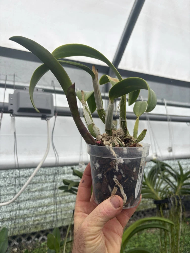 Cattleya hybrid orchid plant in a clear plastic pot with green leaves