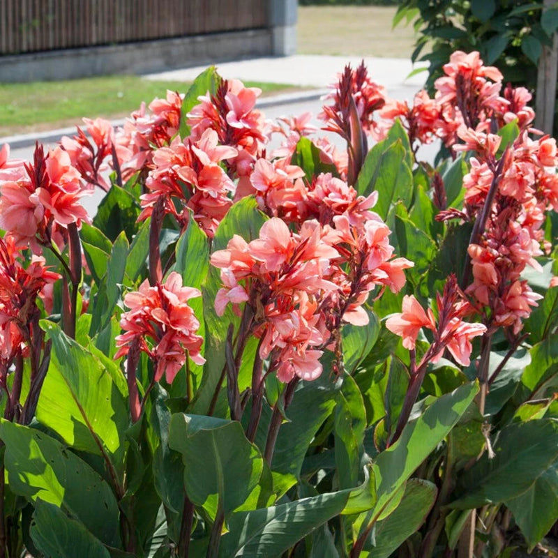Salmon-pink Canna Lily flower cluster with red buds and tall green leaves