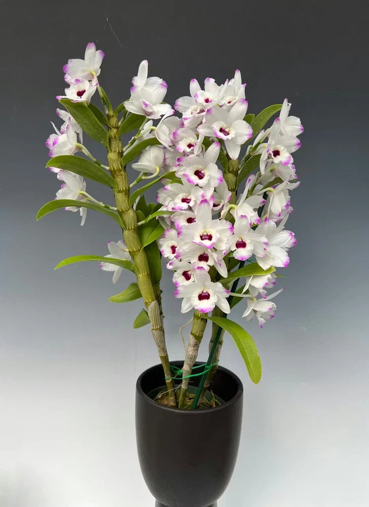 Rooted Dendrobium nobile orchid keiki stem in black pot with white and pink blossoms