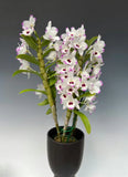 Dendrobium Nobile Orchid Keikis rooted stem Orchids