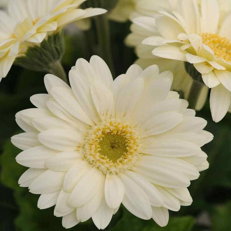 200+ Light Yellow Gerbera Daisy Seeds for Garden Planting - USA - FREE SHIPPING! Garden Plants