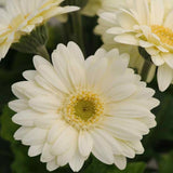 200+ Light Yellow Gerbera Daisy Seeds for Garden Planting - USA - FREE SHIPPING! Garden Plants